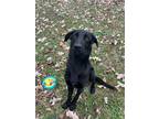 Adopt Bro a Black Labrador Retriever / Mixed Breed (Medium) / Mixed (short coat)