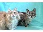 Adopt Buffer and Levi a Orange or Red Tabby Domestic Shorthair (short coat) cat