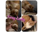 Adopt Foxy Lady a Orange or Red Tabby Domestic Mediumhair (medium coat) cat in