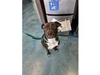 Adopt Stefan a Black - with White American Pit Bull Terrier / Mixed dog in