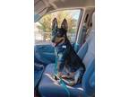 Adopt GUS a Black - with Tan, Yellow or Fawn Australian Cattle Dog / Mixed dog