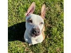 Adopt QUINCY a White Mixed Breed (Small) / Mixed Breed (Medium) / Mixed (short