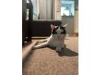 Adopt Sebastian a White Siamese cat in Wolcott, CT (39625436)