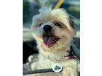 Adopt Chloe a White - with Tan, Yellow or Fawn Shih Tzu / Lhasa Apso / Mixed dog