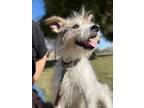 Adopt Ally a White - with Gray or Silver Jack Russell Terrier / Mixed dog in Las