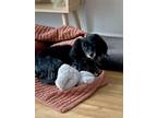 Adopt Rose2 a Black - with Gray or Silver Dachshund / Mixed dog in Brookfield