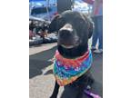Adopt Britt a Brindle Pit Bull Terrier / Mixed Breed (Medium) / Mixed dog in