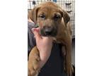 Adopt PomPom a Tricolor (Tan/Brown & Black & White) Labrador Retriever / Mixed