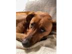 Adopt RED a Red/Golden/Orange/Chestnut German Shepherd Dog / Rottweiler / Mixed