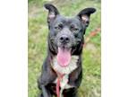 Adopt Bronx a Black - with White German Shepherd Dog / Labrador Retriever /