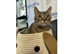Adopt Jason a Brown Tabby Domestic Shorthair / Mixed Breed (Medium) / Mixed
