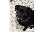 Adopt Pixie a Black Pug / Mixed Breed (Medium) / Mixed (short coat) dog in