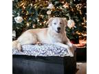 Adopt Sakari a Tan/Yellow/Fawn Husky / Mixed dog in Reading, PA (40675720)