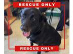 Adopt Rupert a Black Labrador Retriever / Mixed Breed (Medium) / Mixed (short