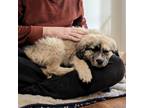 Adopt Salona a Gray/Silver/Salt & Pepper - with Black Anatolian Shepherd / Great