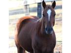 Adopt Ian a Chestnut/Sorrel Arabian / Quarterhorse horse in Guthrie