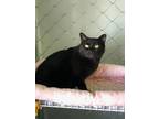 Adopt Moonie a All Black Domestic Shorthair / Mixed cat in McPherson
