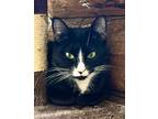 Adopt Emma in CT a Black & White or Tuxedo Domestic Shorthair (short coat) cat
