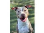 Adopt Brittany a White American Pit Bull Terrier / Mixed dog in Plant City