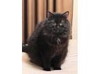 Adopt Tiny P. a All Black Domestic Shorthair / Mixed (long coat) cat in Peoria