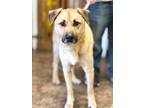 Adopt Ishmael a Labrador Retriever / Golden Retriever / Mixed dog in Jackson