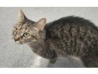 Adopt Polly a Domestic Shorthair / Mixed (short coat) cat in Portland