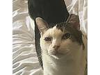 Adopt BANDIT cl a White (Mostly) Domestic Mediumhair (medium coat) cat in