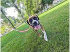 Adopt Padamay a Brindle Boxer / Mixed dog in Twin Falls, ID (40308261)