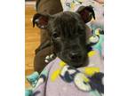Adopt Porter a Brindle - with White Pit Bull Terrier / Boxer / Mixed dog in East