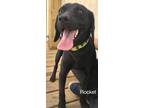 Adopt Rocket a Labrador Retriever / Mixed Breed (Medium) / Mixed dog in St.