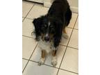 Adopt CJ a Black - with White Australian Shepherd / Mixed dog in Sarasota