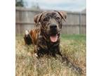 Adopt Rooster a Brindle Boxer / Pit Bull Terrier dog in Oklahoma City