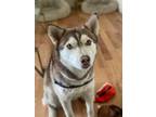 Adopt Noel a Red/Golden/Orange/Chestnut - with White Siberian Husky / Mixed dog