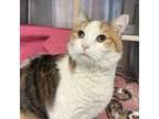 Adopt Anne a White Domestic Shorthair / Mixed cat in Merriam, KS (40563058)