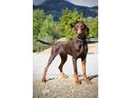 Adopt Bonnie a Brown/Chocolate - with Tan Doberman Pinscher / Mixed dog in