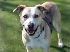 Adopt Hula a Catahoula Leopard Dog / Mixed dog in Oceanside, CA (40555308)