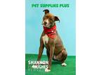 Adopt Peter aka Max a American Pit Bull Terrier / Mixed Breed (Medium) / Mixed