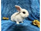 Adopt Red 1/2 off SALE a English Spot / Mixed (short coat) rabbit in Mankato