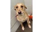 Adopt Renji a Tan/Yellow/Fawn Golden Retriever / Mixed Breed (Medium) / Mixed
