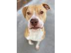 Adopt Susan a Tan/Yellow/Fawn Mixed Breed (Medium) / Mixed Breed (Medium) /