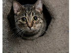 Adopt Reba a Brown Tabby Domestic Shorthair / Mixed Breed (Medium) / Mixed