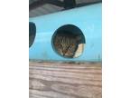 Adopt Sushi a Brown Tabby Domestic Shorthair / Mixed Breed (Medium) / Mixed