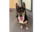 Adopt Lucy a Tricolor (Tan/Brown & Black & White) Australian Cattle Dog / Mixed