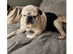 Adopt Corky a Tan/Yellow/Fawn Pug / Mixed (short coat) dog in Irmo