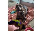 Adopt INDRIO a Brown/Chocolate Mixed Breed (Small) / Mixed Breed (Medium) /