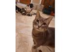 Adopt Tarte a Domestic Shorthair / Mixed (short coat) cat in Peoria