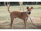 Adopt Bobby a Tan/Yellow/Fawn Cattle Dog / Mixed Breed (Medium) / Mixed dog in
