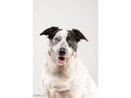 Adopt Izzy a Black - with White Australian Cattle Dog / Australian Shepherd /