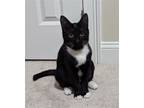 Adopt Lucille a Black & White or Tuxedo Domestic Mediumhair / Mixed (medium