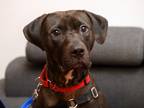 Adopt Beluga a Gray/Blue/Silver/Salt & Pepper Pit Bull Terrier / Mixed dog in